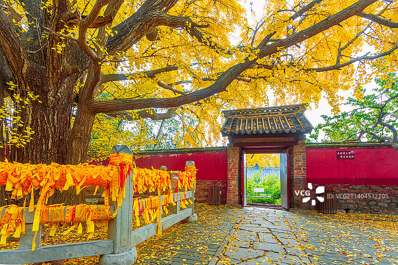 古银杏图片素材