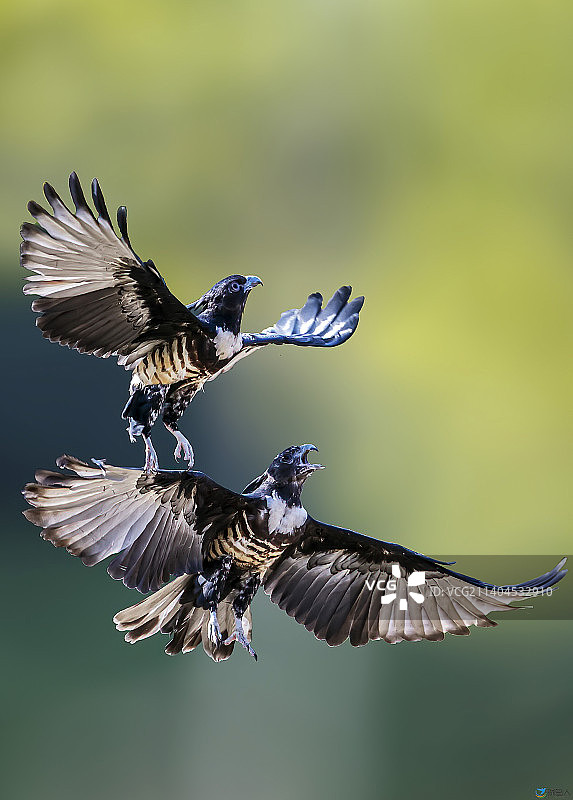 黑冠鹃隼图片素材