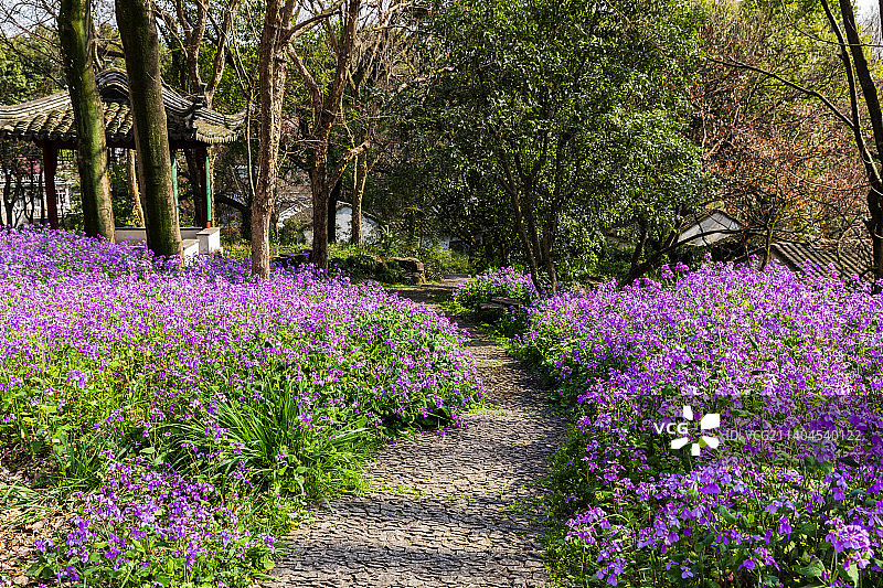 苏州虎丘山风景区春天盛开的二月兰图片素材