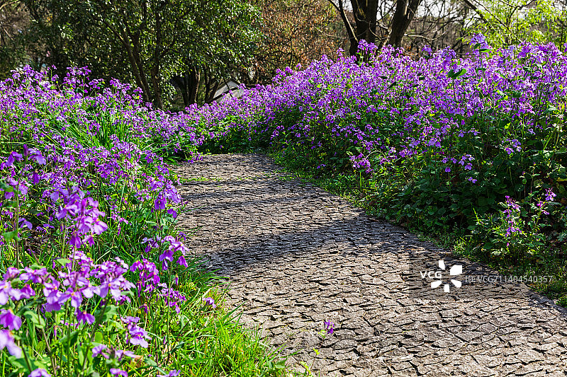苏州虎丘山景区的春天图片素材