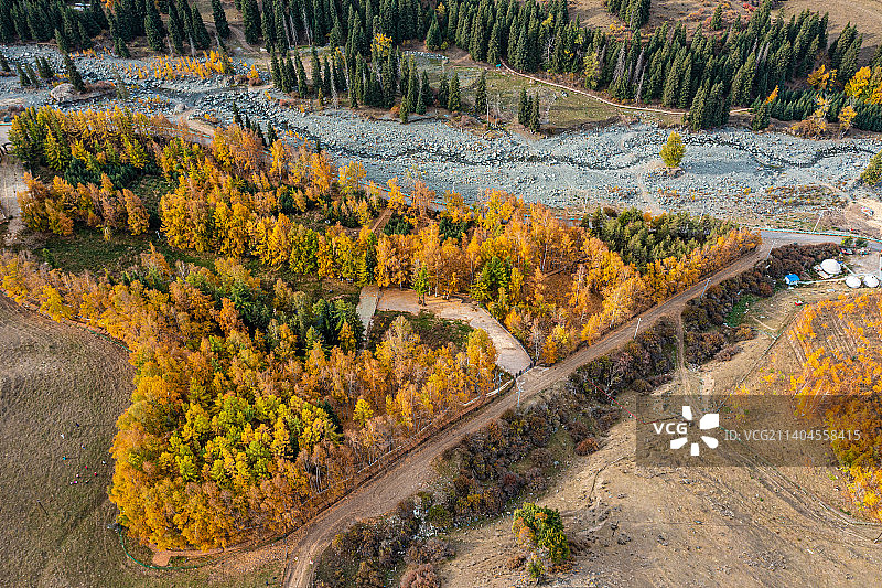 航拍： 秋季 哈熊沟 新疆自治区级森林公园 金色心形林海图片素材