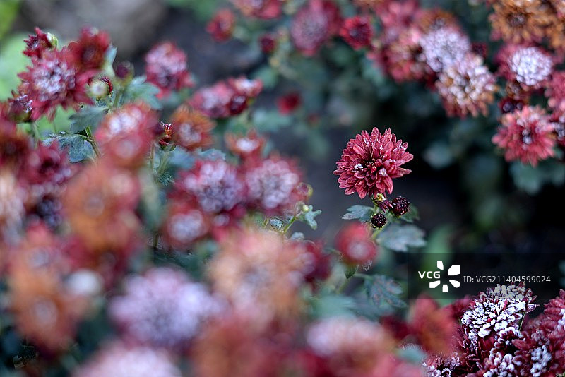 霜.花图片素材
