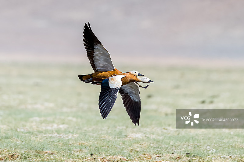 西藏阿里地区日土县野生赤麻鸭图片素材