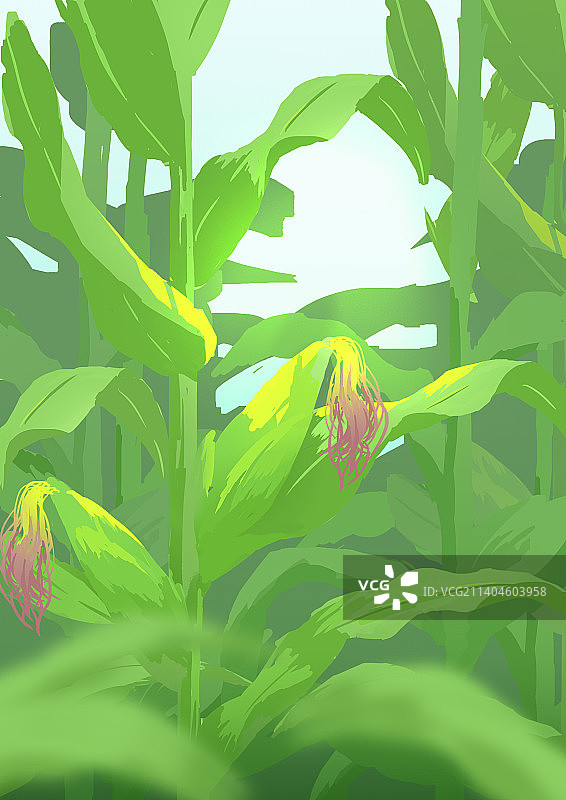 乡村玉米地玉米植株图片素材
