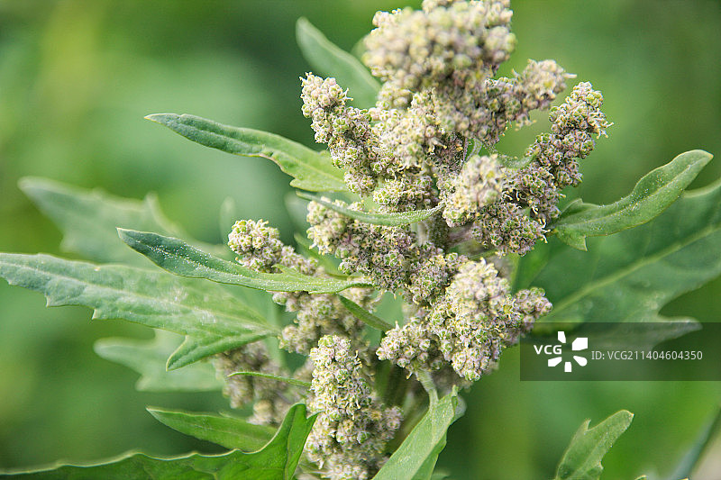 藜麦刚刚抽花穗图片素材