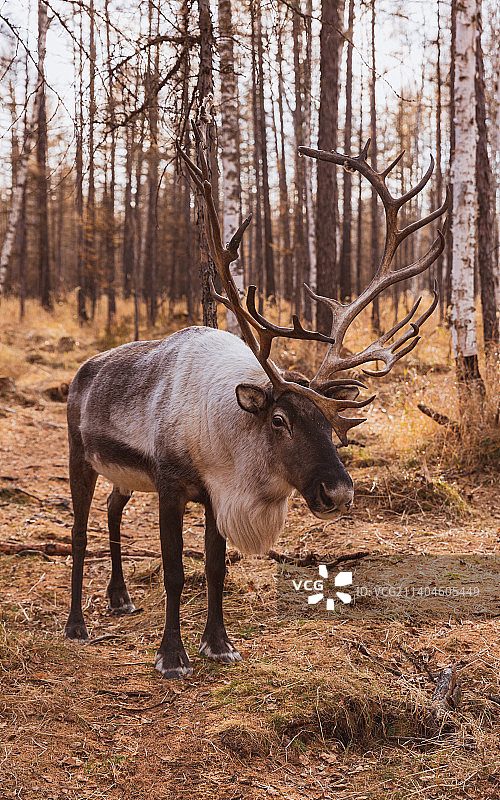 驯鹿图片素材