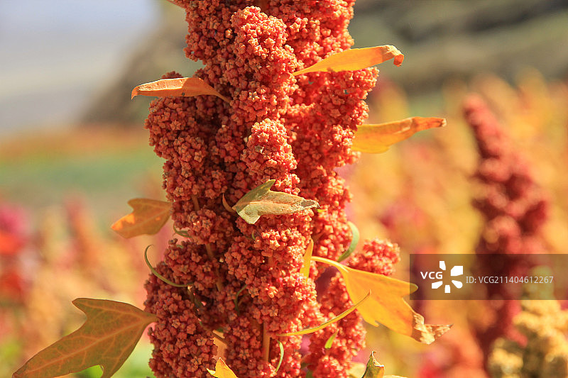 美丽的藜麦花图片素材