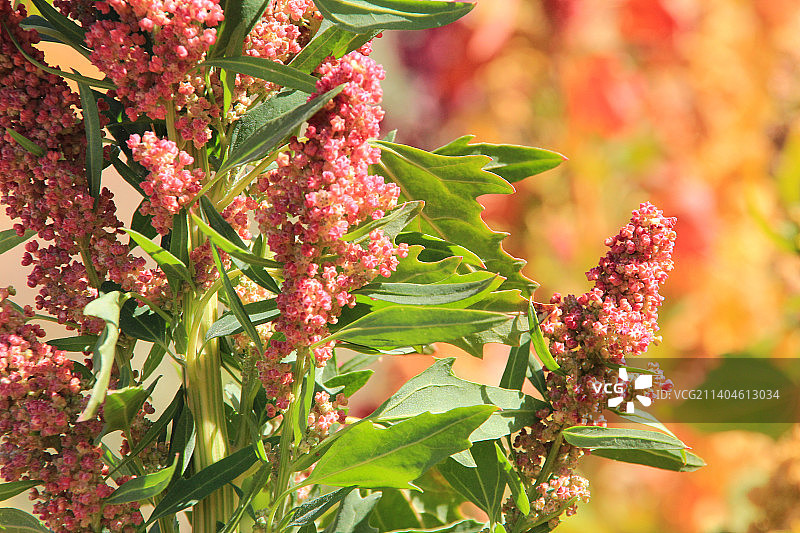 美丽的藜麦花图片素材