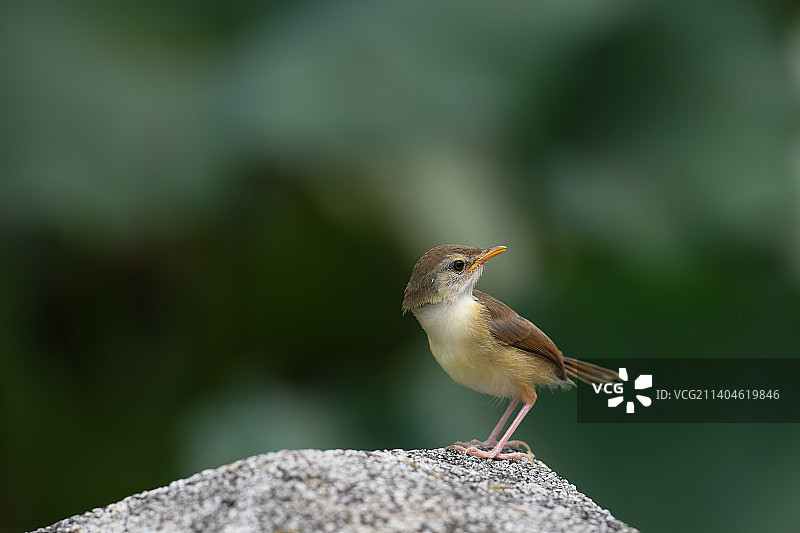 偶遇黄腹鹪莺图片素材