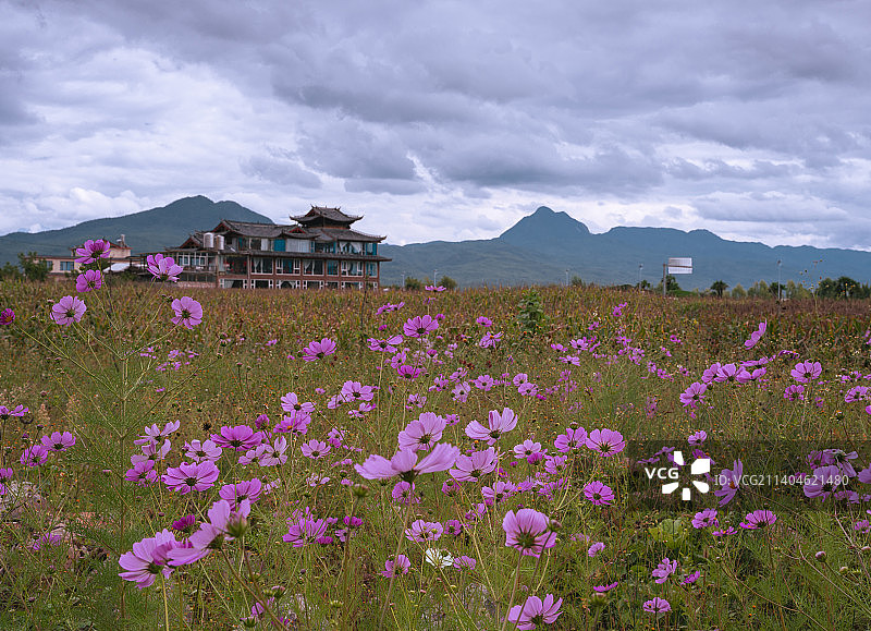 盛开格桑花的拉市海草甸图片素材