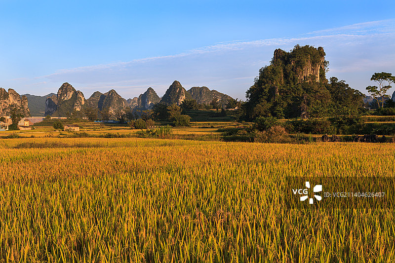 旧州十月 水稻金黄图片素材