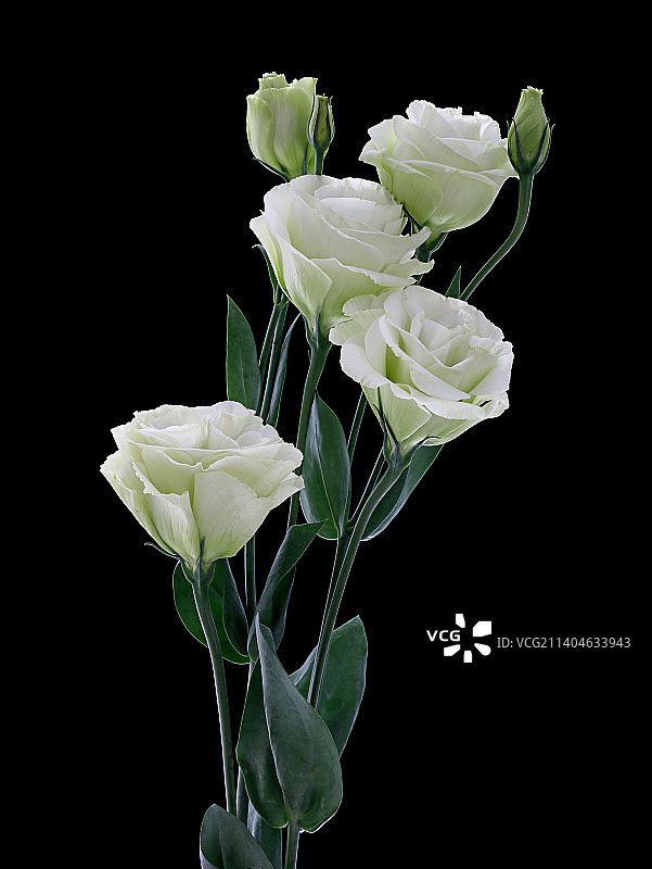 黑色背景上，鲜花洋桔梗的特写图片素材