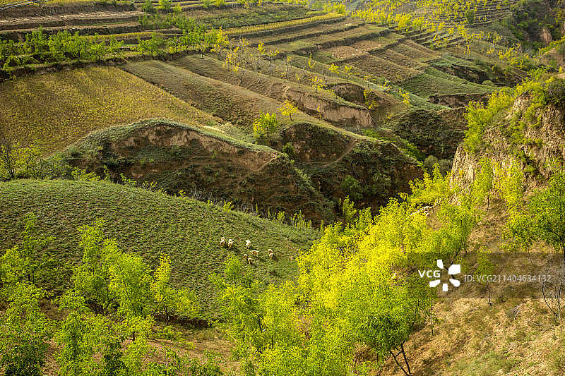 陕西榆林市佳县枣乡秋色图片素材