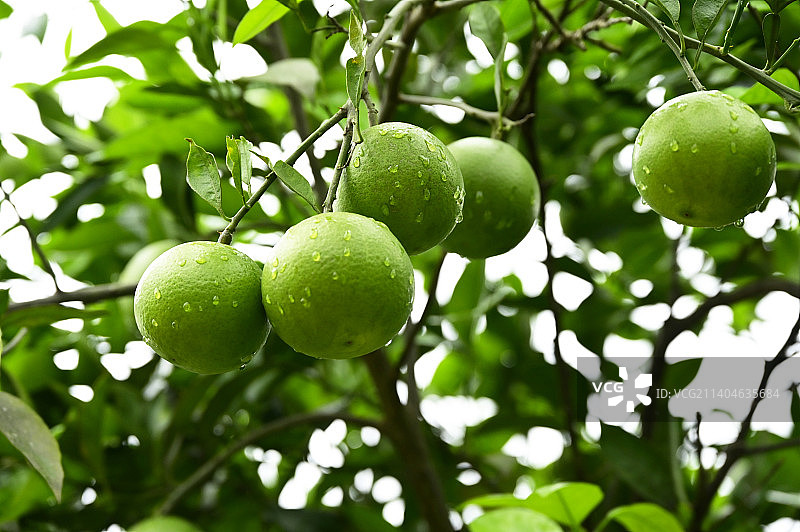 美味柑橘图片素材