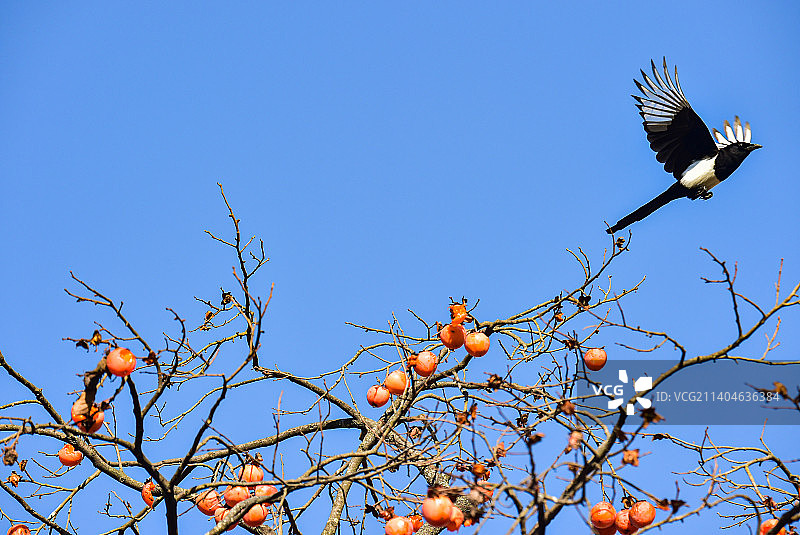 喜鹊戏柿图图片素材