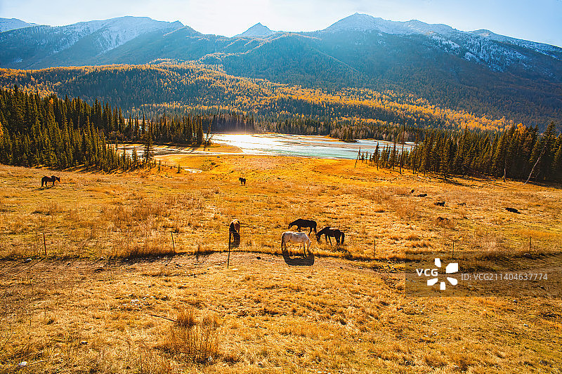 新疆阿勒泰地区布尔津县喀纳斯旅游风景区秋天的神仙湾月亮湾秋景图片素材