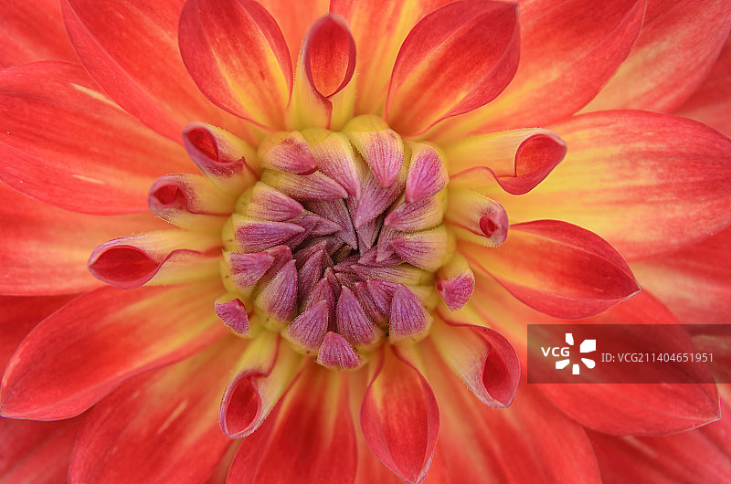 红色大丽花花蕊微距/Dahlia图片素材