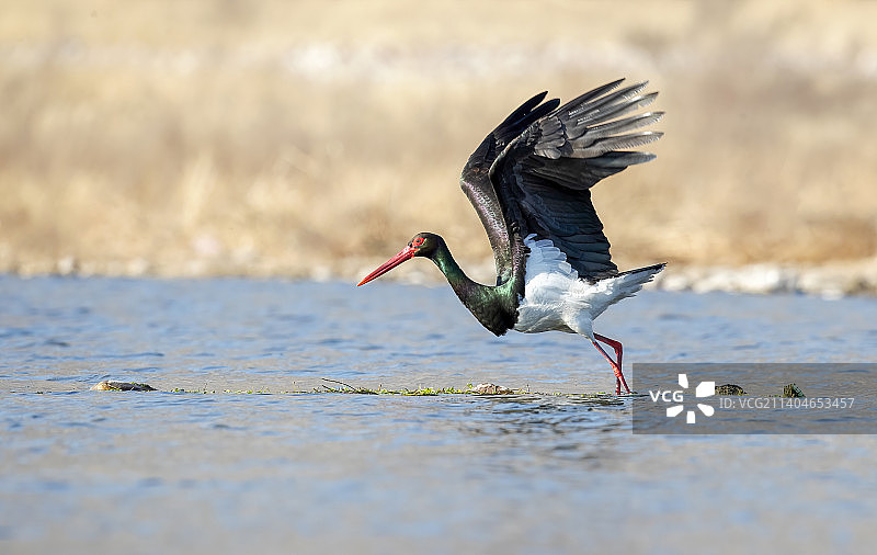 黑鹳：起飞图片素材