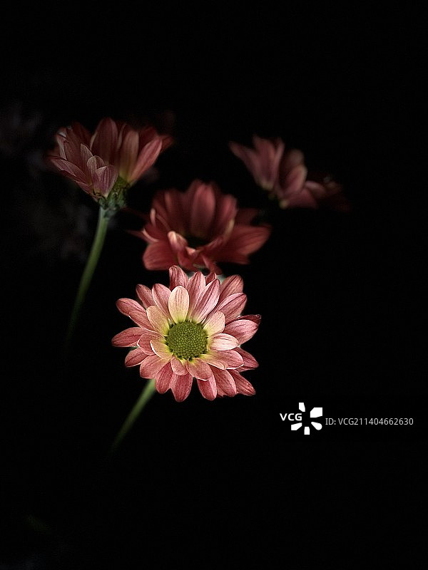 瓜叶菊图片素材