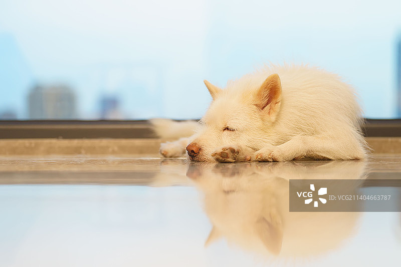 熟睡的狗狗图片素材