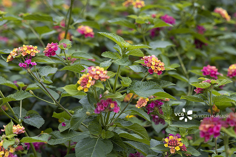 马缨丹图片素材