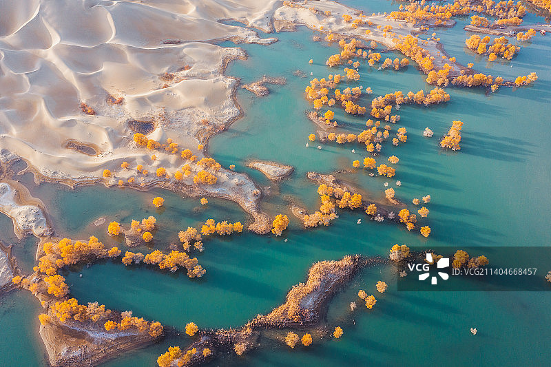 新疆葫芦岛胡杨林图片素材