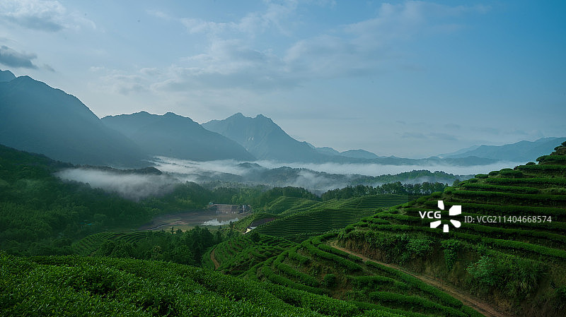江西大觉山之茶园风光图片素材