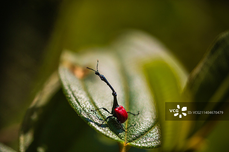 非洲马达加斯加的公象鼻虫图片素材
