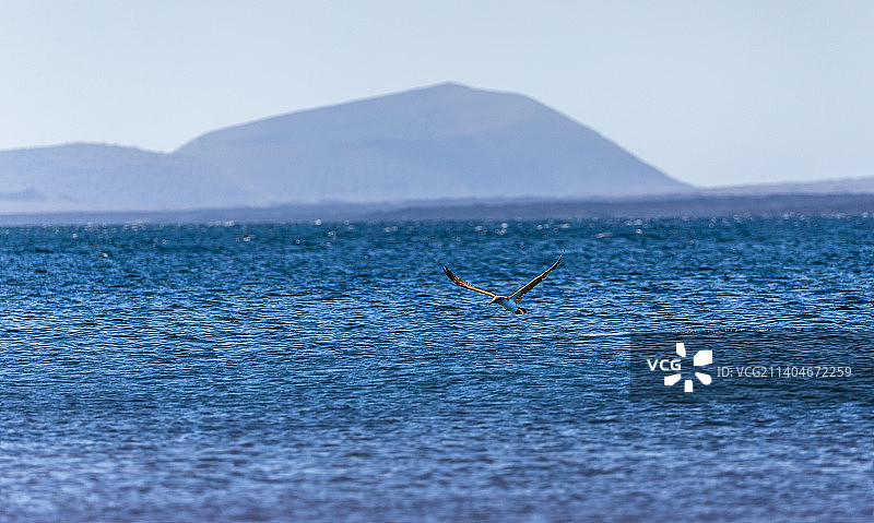 在加拉帕戈斯群岛飞翔的蓝脚鲣鸟图片素材