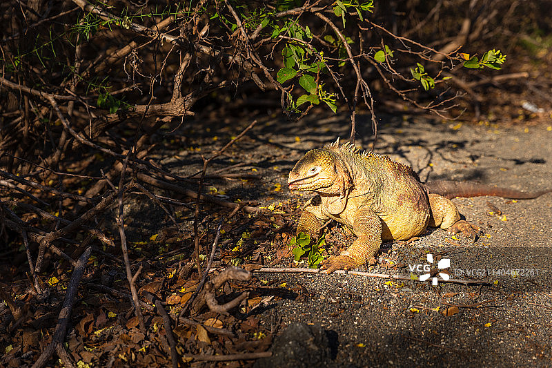 南美厄瓜多尔加拉帕戈斯群岛上的纳兹卡鲣鸟幼鸟图片素材