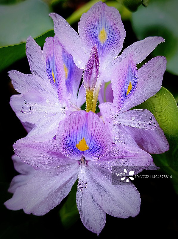凤眼莲花瓣和花苞特写图片素材