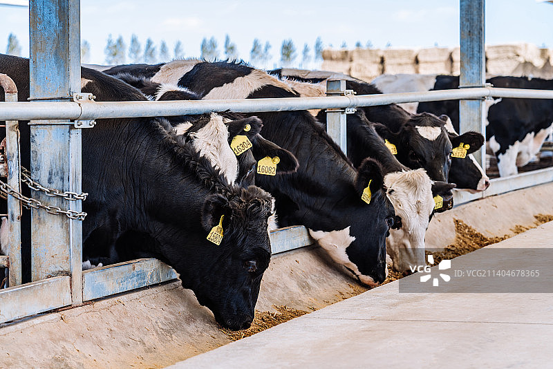现代化大规模养牛场里正在吃饲料的奶牛图片素材
