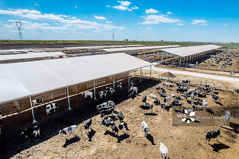 现代化大规模养牛场牛棚航拍图片素材