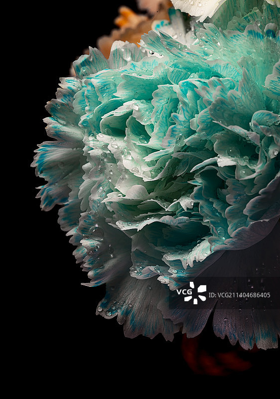 小众花卉：马卡龙色康乃馨图片素材