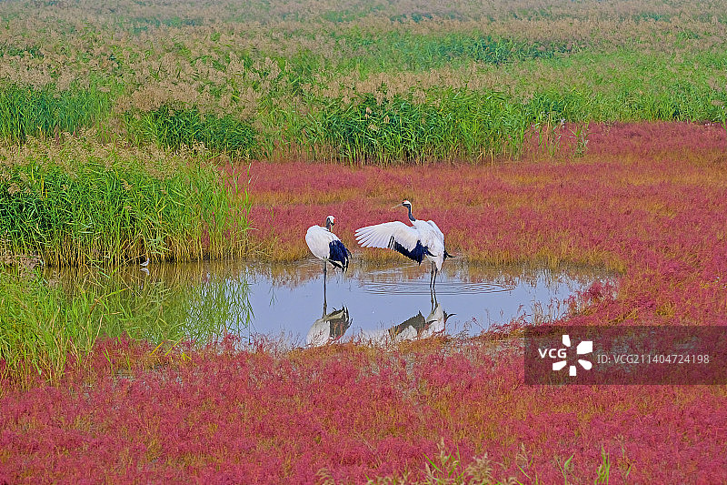 梳洗打扮的丹顶鹤图片素材