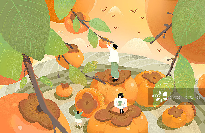 全家一起摘柿子的季节插画图片素材