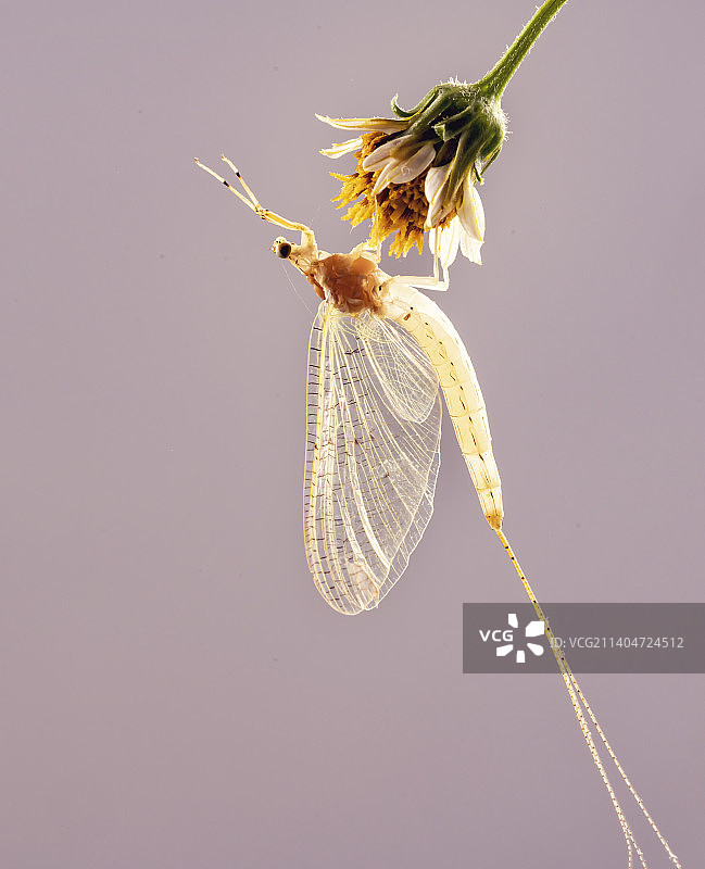 蜉蝣仙女图片素材