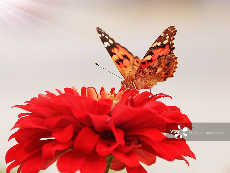 蝶恋花 天津市武清区南湖公园图片素材