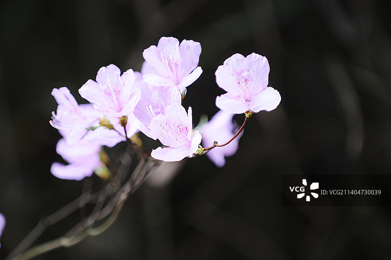 安徽：杜鹃花。图片素材