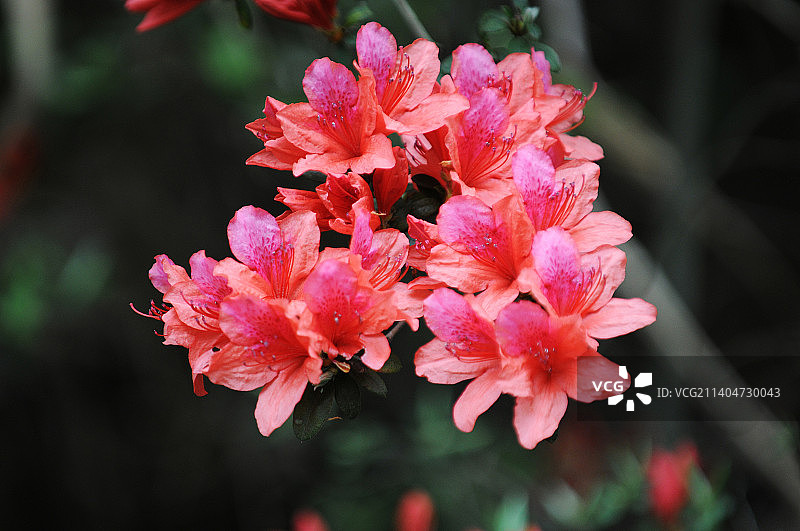 安徽：杜鹃花。图片素材