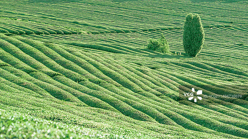 盛夏茶园图片素材