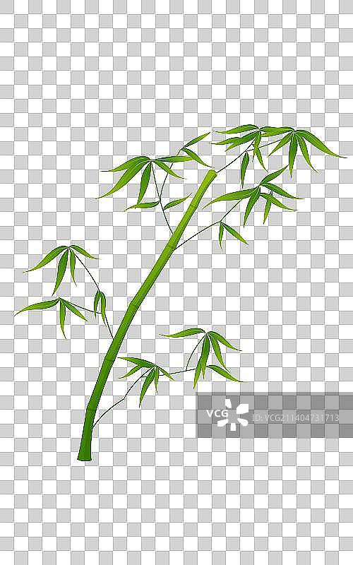 植物竹子插画图片素材