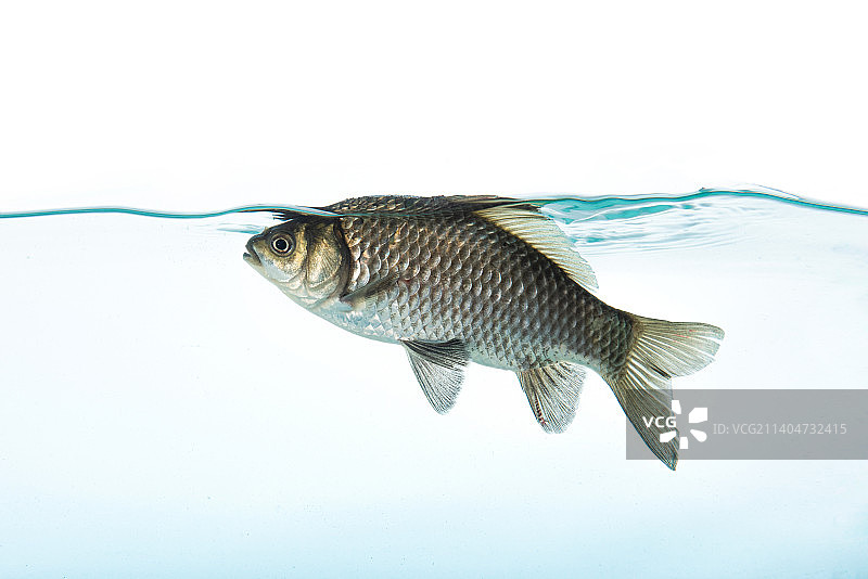 鱼缸里一条游动的鱼图片素材