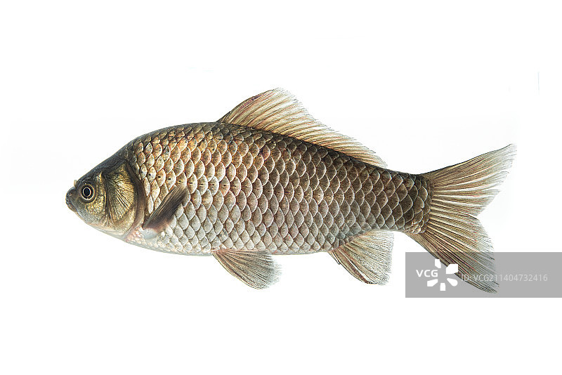 白底上一条游动的鲫鱼图片素材