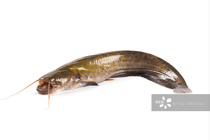白底上的一条鲶鱼图片素材