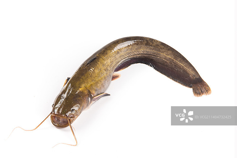 白底上的一条鲶鱼图片素材