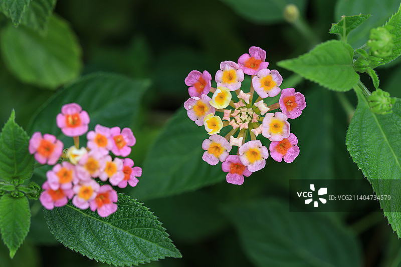 马缨丹图片素材