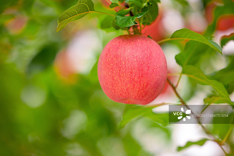 洛川苹果图片素材
