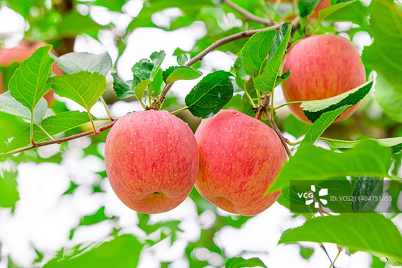 洛川苹果图片素材