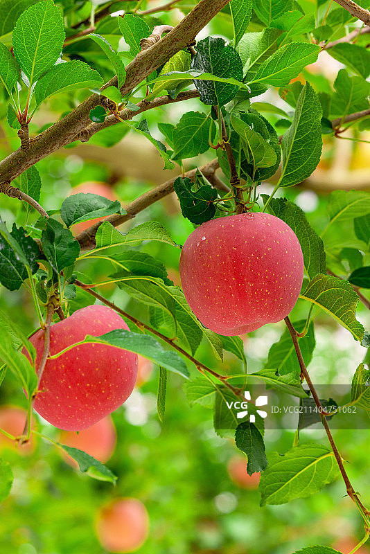 洛川苹果图片素材